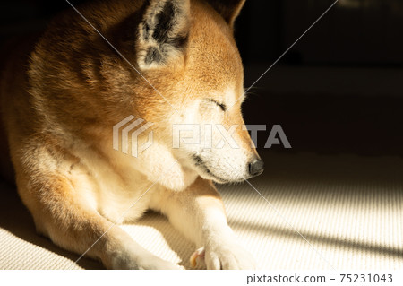 Shiba Inu relaxing in the morning sun 75231043