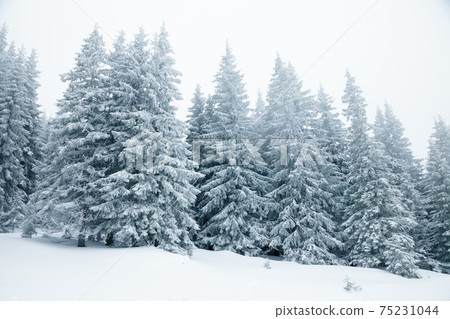 Winter forest Winter forest 75231044