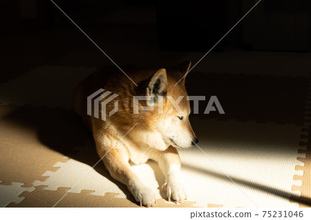 Shiba Inu relaxing in the morning sun Shiba Inu relaxing in the morning sun 75231046