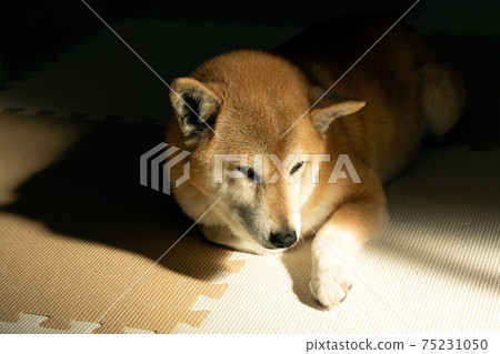 柴犬在早晨的陽光下放鬆 柴犬在早晨的陽光下放鬆 75231050