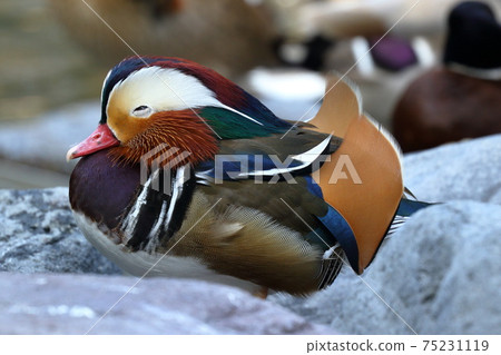 雄man,似乎在多岩石的地方睡覺 雄man,似乎在多岩石的地方睡覺 75231119