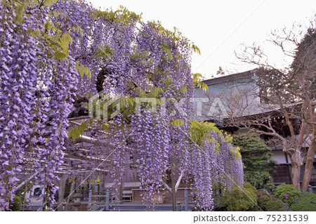  Wisteria flowers 75231539