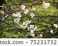 White flower flowers 75231732