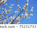 White flower flowers 75231733