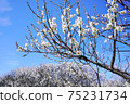White flower flowers 75231734