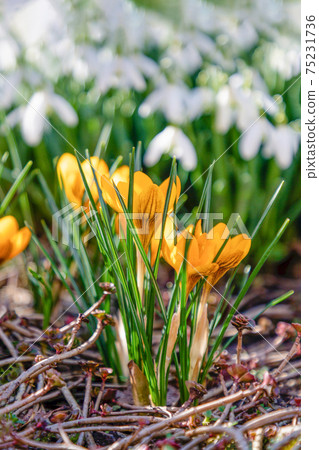 Spring floral background, yellow flowers crocuses and white snowdrops 75231736