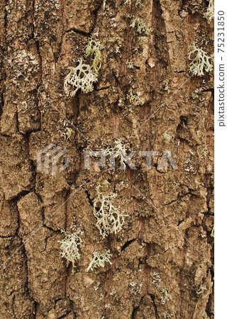 moss on the tree. Spring landscape in the forest 75231850