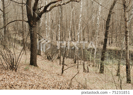 Trees and bushes. spring landscape in Russia Trees and bushes. spring landscape in Russia 75231851