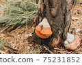 red mushroom on the tree. Autumn landscape 75231852
