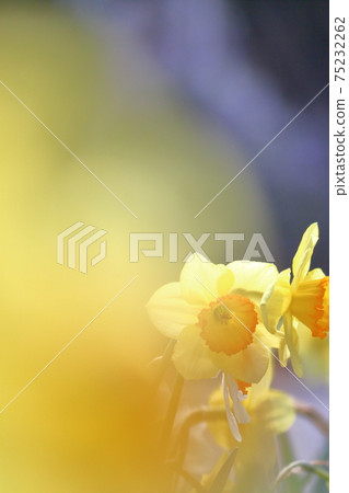 Spring image, daffodils Spring image, daffodils 75232262