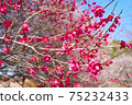 Red flower of flowers 75232433