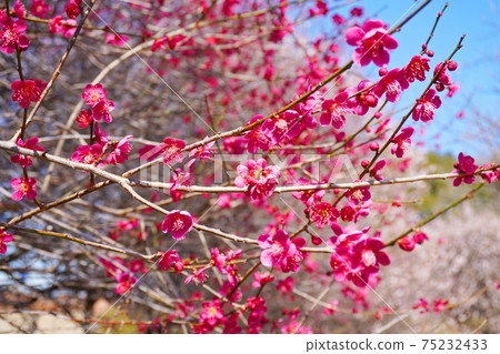 Red flower of flowers 75232433