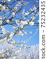 White flower flowers 75232435
