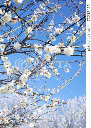 White flower flowers 75232435
