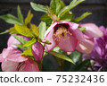 Pink Christmas rose 75232436
