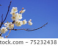 White flower flowers 75232438