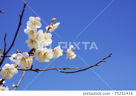 白花花 白花花 75232438