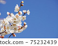 Up flower of white plum 75232439