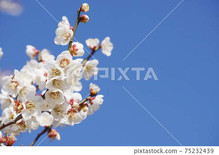 白色李子花 白色李子花 75232439