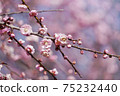 Up of pink plum blossoms 75232440