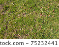 Spring meadow material 75232441