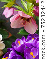 Pink Christmas rose and purple crocus 75232442