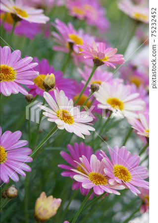 Cute Margaret 75232452