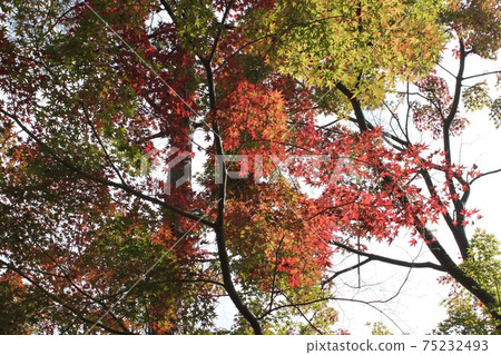 gi津山自然公園的樹木 75232493