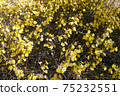 Flowers of Quincebai 75232551