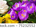 Purple crocuses, pansies and kale 75232552