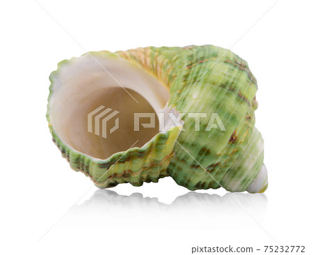 Set of sea shells. High res. Isolated on white background 75232772