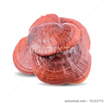 Lingzhi Mushroom Ganoderma Lucidum Isolated on white background Lingzhi Mushroom Ganoderma Lucidum Isolated on white background 75232773