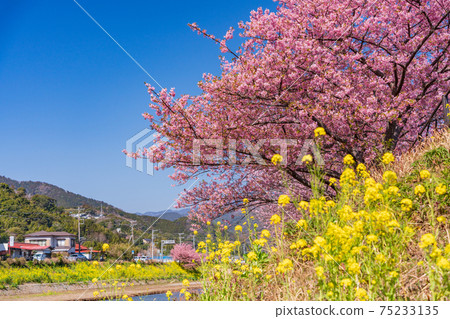 （靜岡縣）河津河上盛開的河津櫻花 75233135