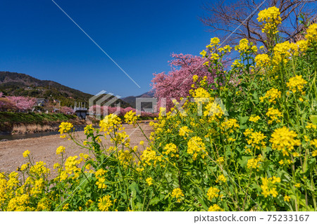 (靜岡縣)河津河上盛開的河津櫻花 (靜岡縣)河津河上盛開的河津櫻花 75233167