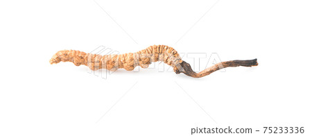 Ophiocordyceps sinensis isolated on white background Ophiocordyceps sinensis isolated on white background 75233336