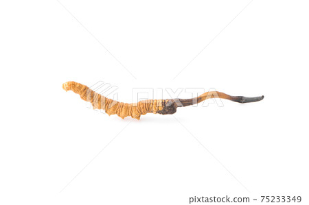 Ophiocordyceps sinensis isolated on white background 75233349