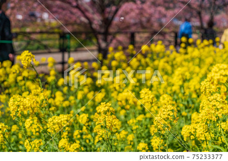 (靜岡縣)沿河津河盛開的油菜花和河津櫻花 (靜岡縣)沿河津河盛開的油菜花和河津櫻花 75233377