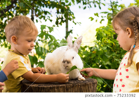 Small children feed a large white rabbit sitting on a tree stump in the garden in summer. Hare in wild meadow gnaws and eats grass in spring or summer. Animal, environmental protection. easter concept 75233392