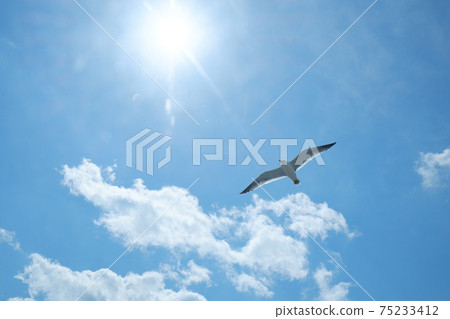 Black-tailed gull flying high in the sky 75233412