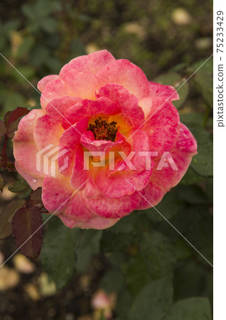 Red and yellow roses are in bloom in the rose garden. The name of this rose is Subneil de Anne Frank. Red and yellow roses are in bloom in the rose garden. The name of this rose is Subneil de Anne Frank. 75233429