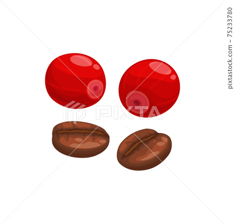 Coffee beans fresh and roasted isolated food fruit Coffee beans fresh and roasted isolated food fruit 75233780