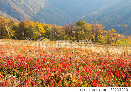 Natural red background. Red grass. Natural colors. Natural red background. Red grass. Natural colors. 75233990