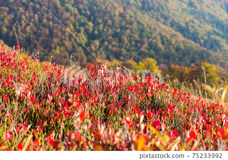Red background of plants. Mountain plants are red. 75233992