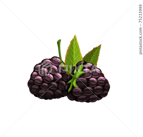 Blackberry isolated vector wild berry with leaves 75233999