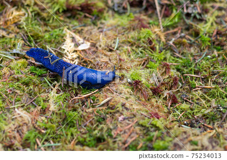 Purple slug in nature. Slug in the habitat. Purple slug in nature. Slug in the habitat. 75234013