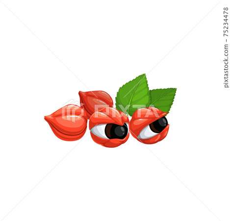 Superfood guarana red berries and green leaves 75234478
