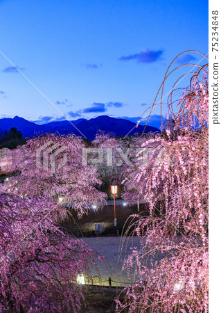 盛開的梅花梅花鈴鹿沒有森林花園 75234848