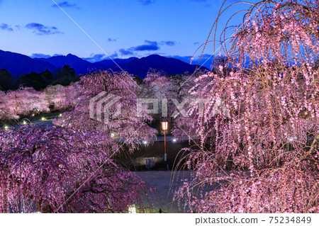 盛開的梅花梅花鈴鹿沒有森林花園 75234849