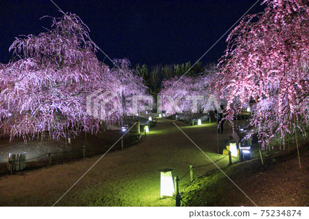 Plum blossoms in full bloom Plum Suzuka no Mori Garden Plum blossoms in full bloom Plum Suzuka no Mori Garden 75234874