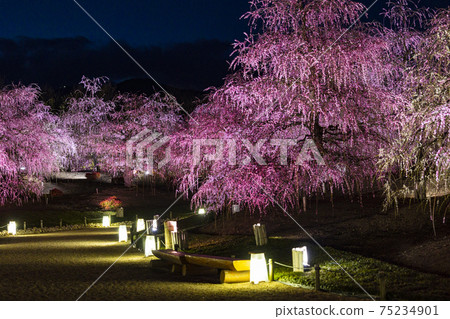 Plum blossoms in full bloom Plum Suzuka no Mori Garden Plum blossoms in full bloom Plum Suzuka no Mori Garden 75234901